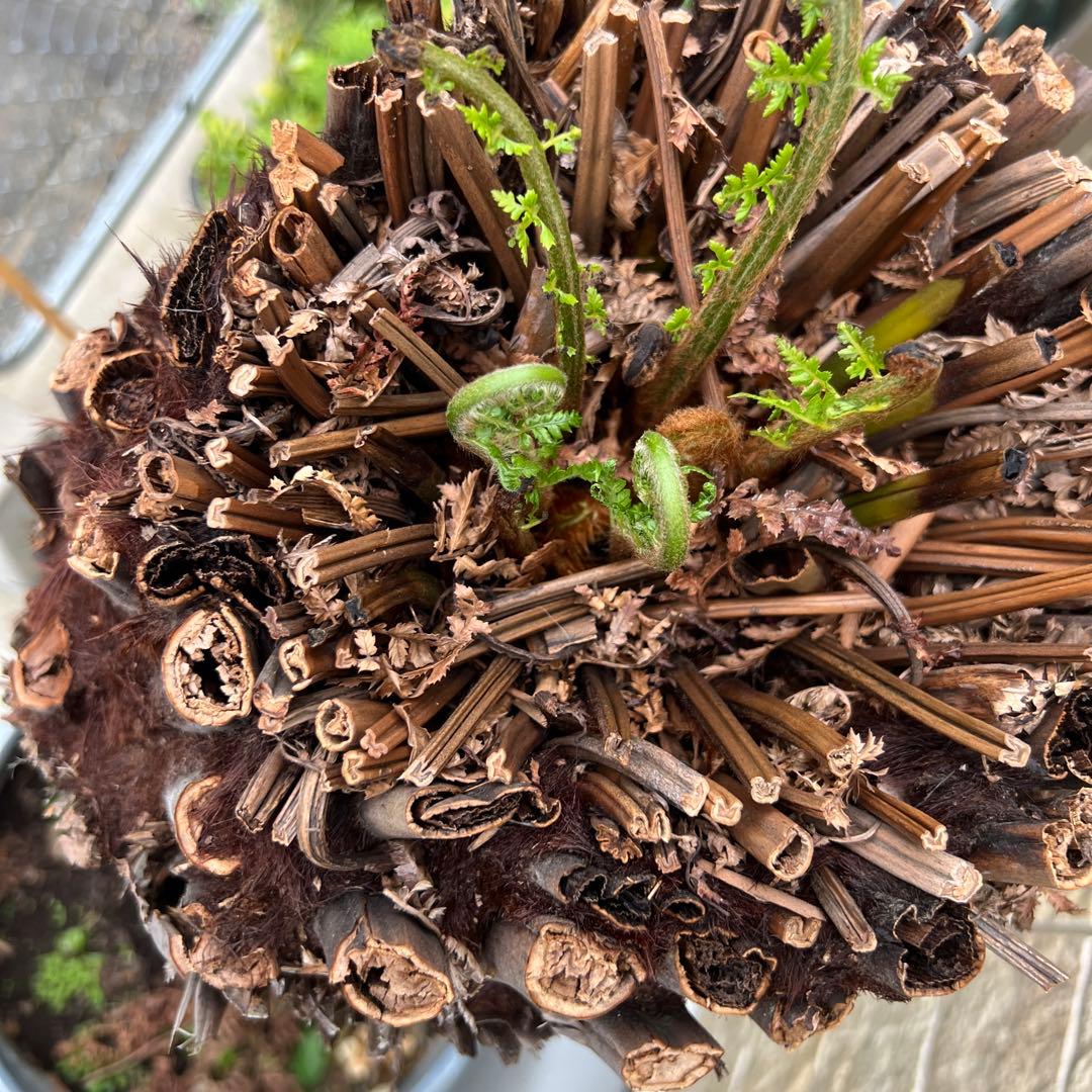 破格　大株　ディクソニア　アンタルティカ