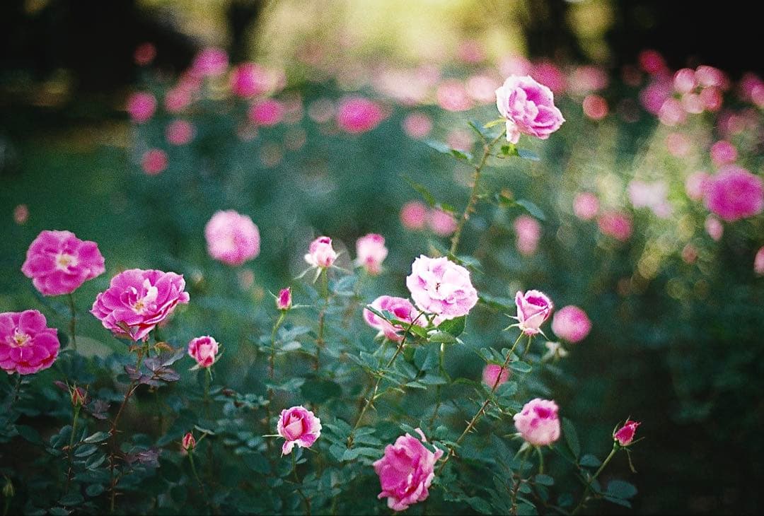 【最終金額】極美品コンタックス G2 & Biogon 28mm F2.8 T*