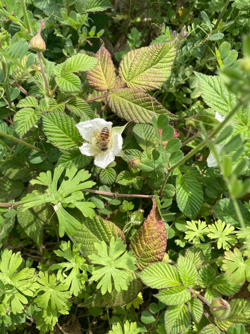 Ark 1 Datum pointさま専用　日本蜜蜂　生ハチミツ　1120g✖️2