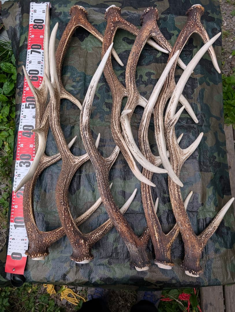 鹿の角（狩り角) ３４本セット
