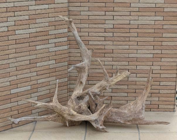 流木(630)　大型流木2点セット　アクアリウム　テラリウム