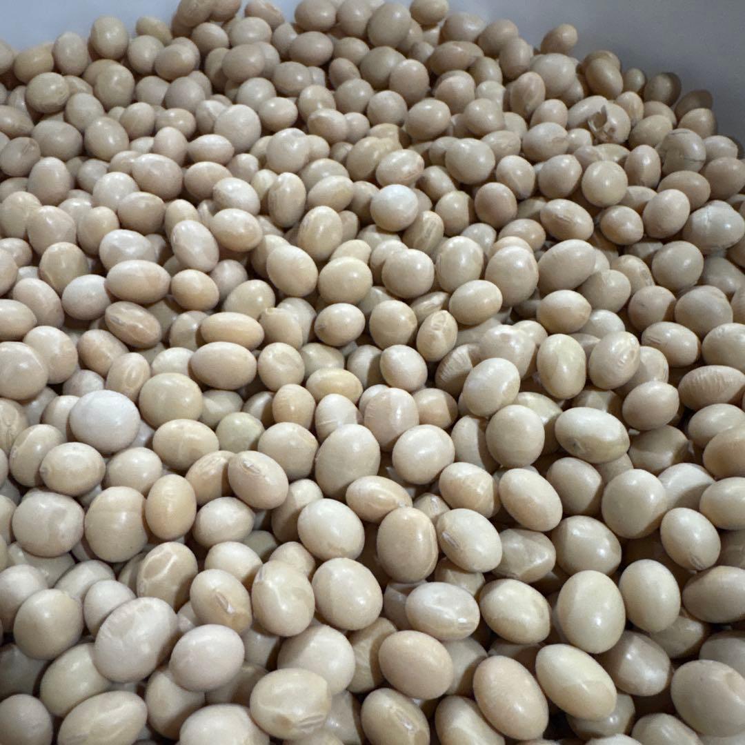 北海道産　7年産　トヨムスメ　10キロ