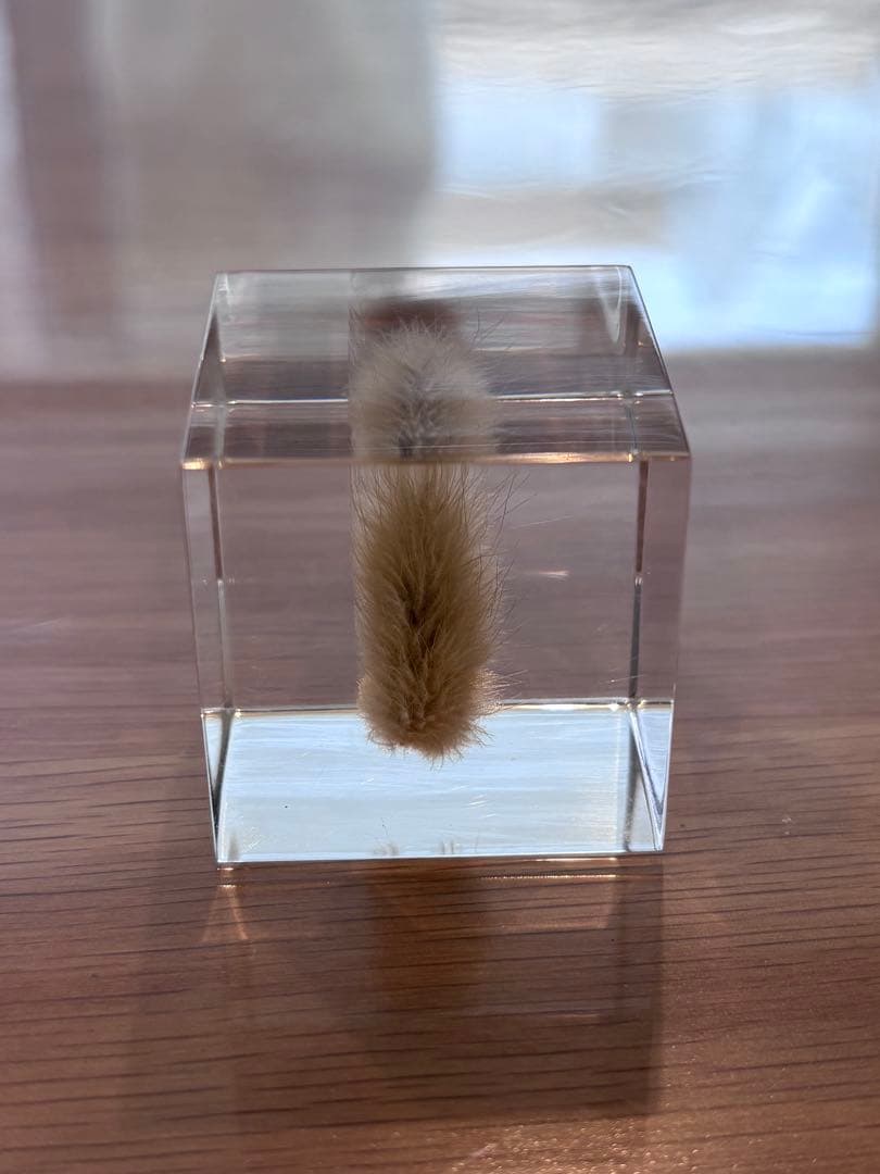 宙ソラsola cube 標本箱木箱セット ウサギノネドコセレクション9個