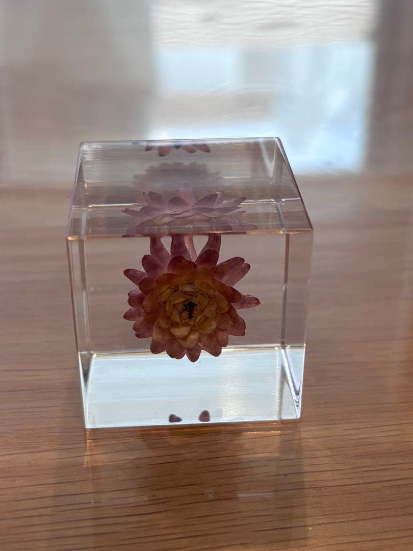 宙ソラsola cube 標本箱木箱セット ウサギノネドコセレクション9個