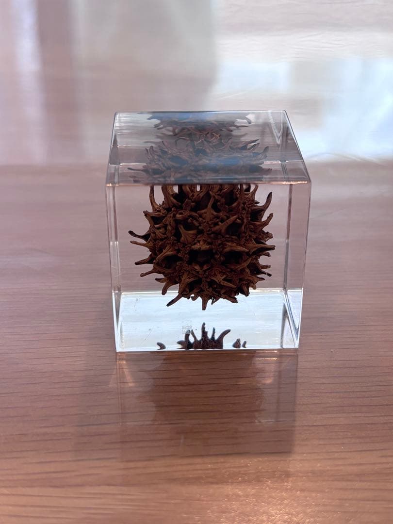 宙ソラsola cube 標本箱木箱セット ウサギノネドコセレクション9個