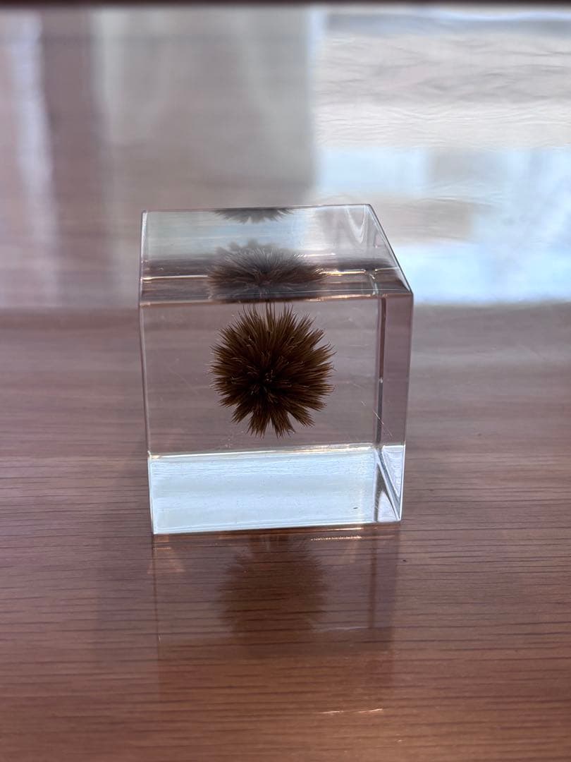 宙ソラsola cube 標本箱木箱セット ウサギノネドコセレクション9個