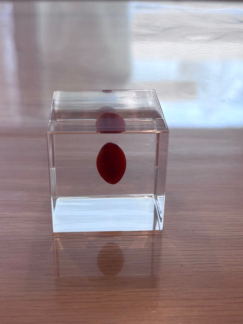 宙ソラsola cube 標本箱木箱セット ウサギノネドコセレクション9個