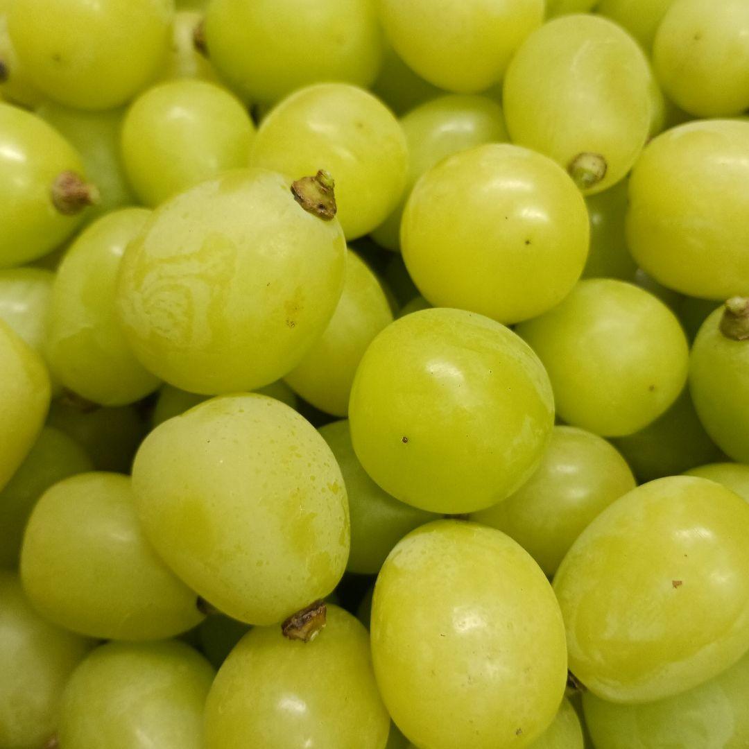 シャインマスカット大粒完熟多めの、徳用5.5キロ入りの粒バック入りになります。