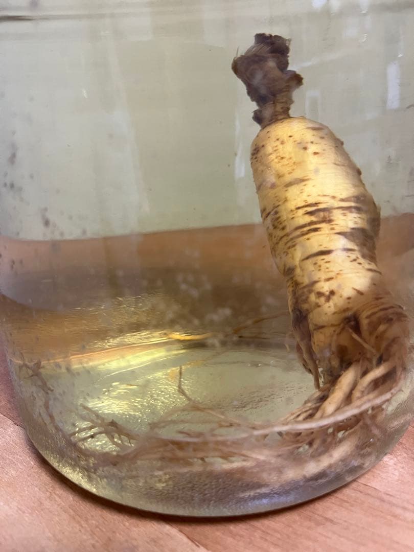 長期貯蔵高麗人参酒４Ｌ(瓶入り)