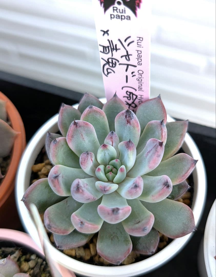 k*t様 Rui papaさん苗　 シャドー（命名株）×青鬼 　札付き、鉢付き