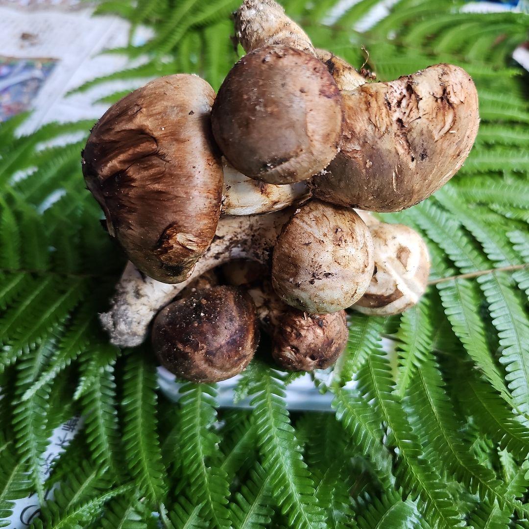 広島県産 松茸　239g