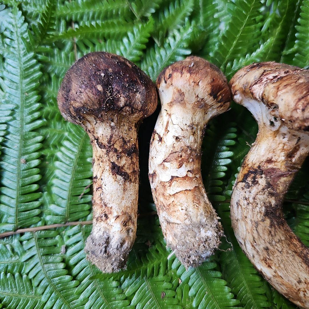 広島県産 松茸　239g