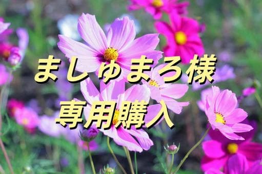 ましゅまろ購入