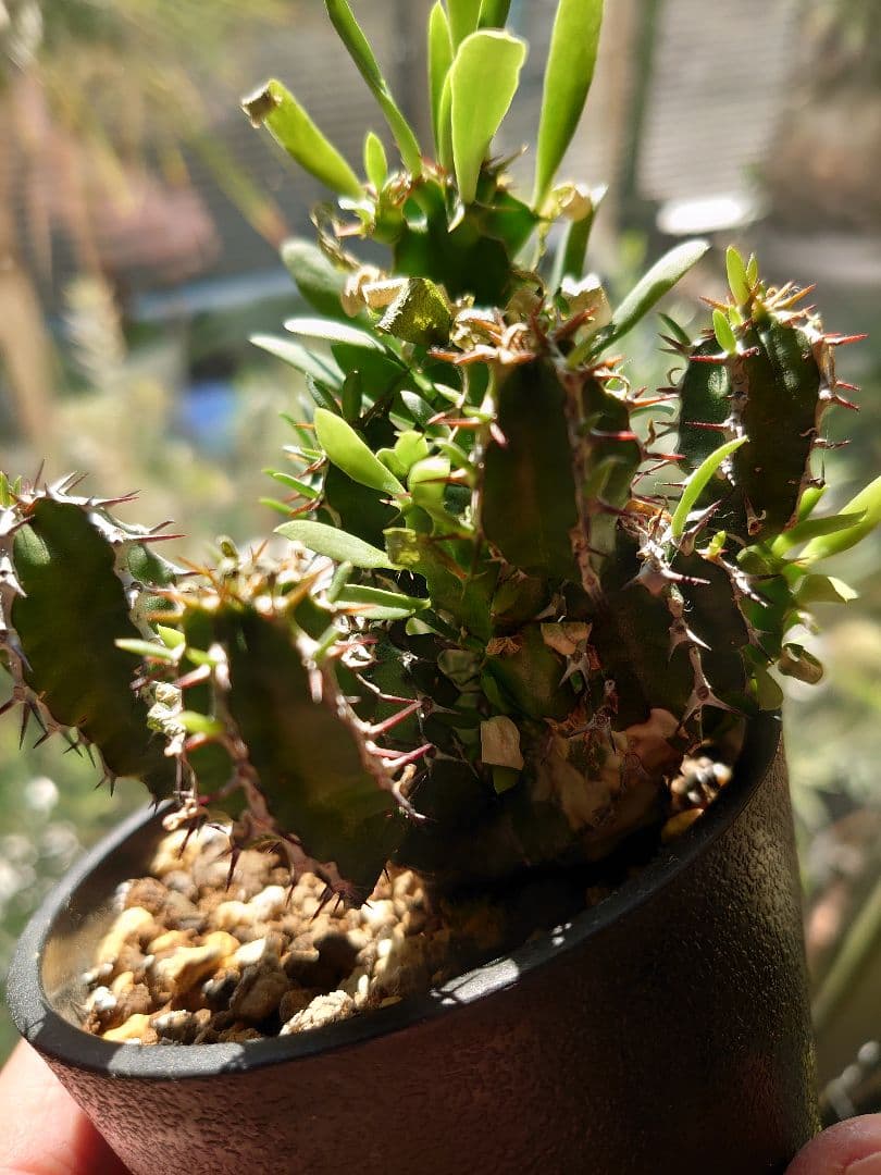 【さりお】ユーフォルビア ムランジーナ