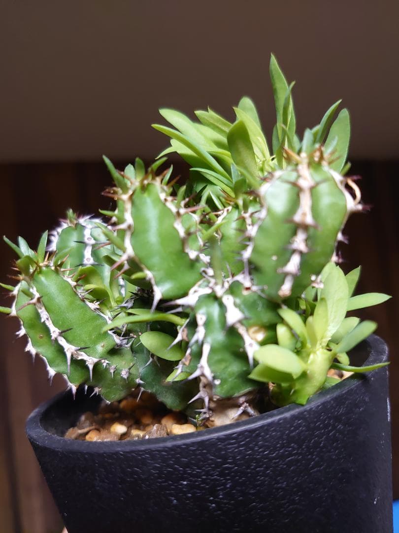 【さりお】ユーフォルビア ムランジーナ