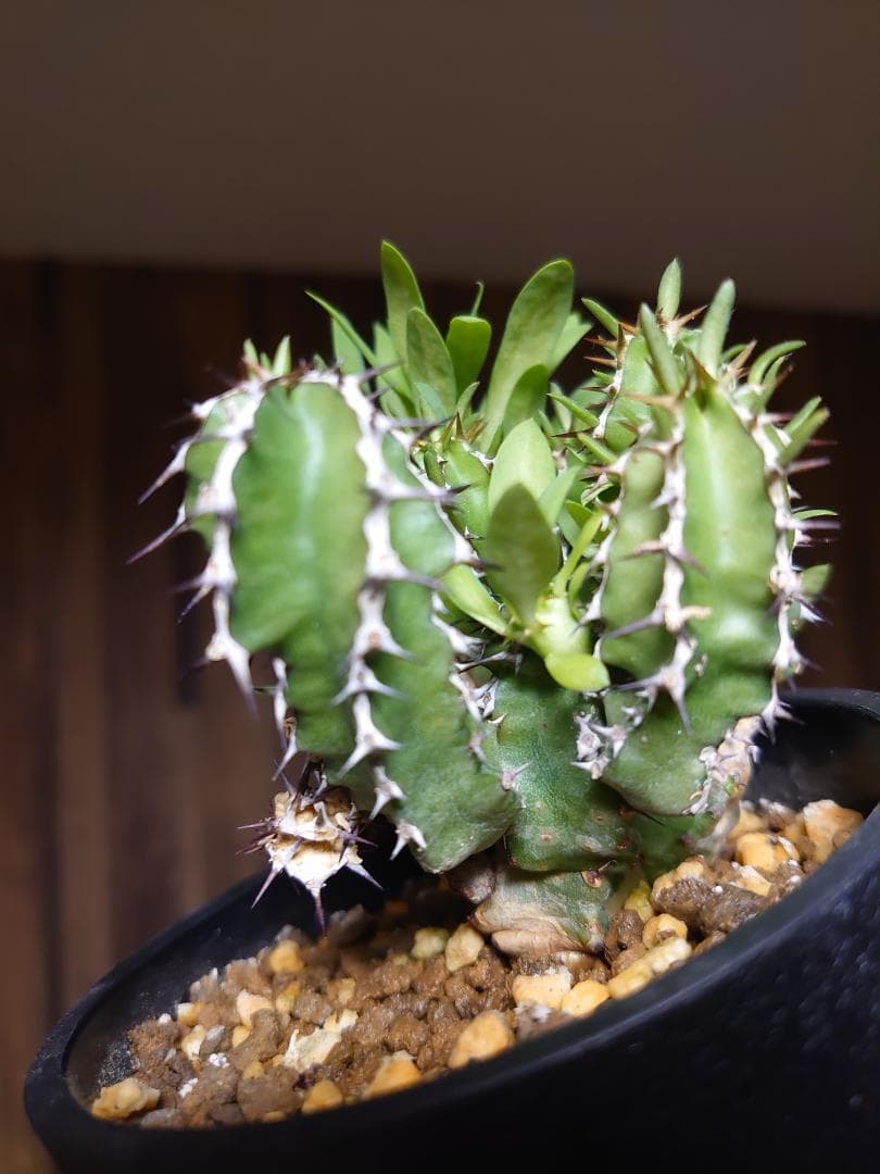 【さりお】ユーフォルビア ムランジーナ