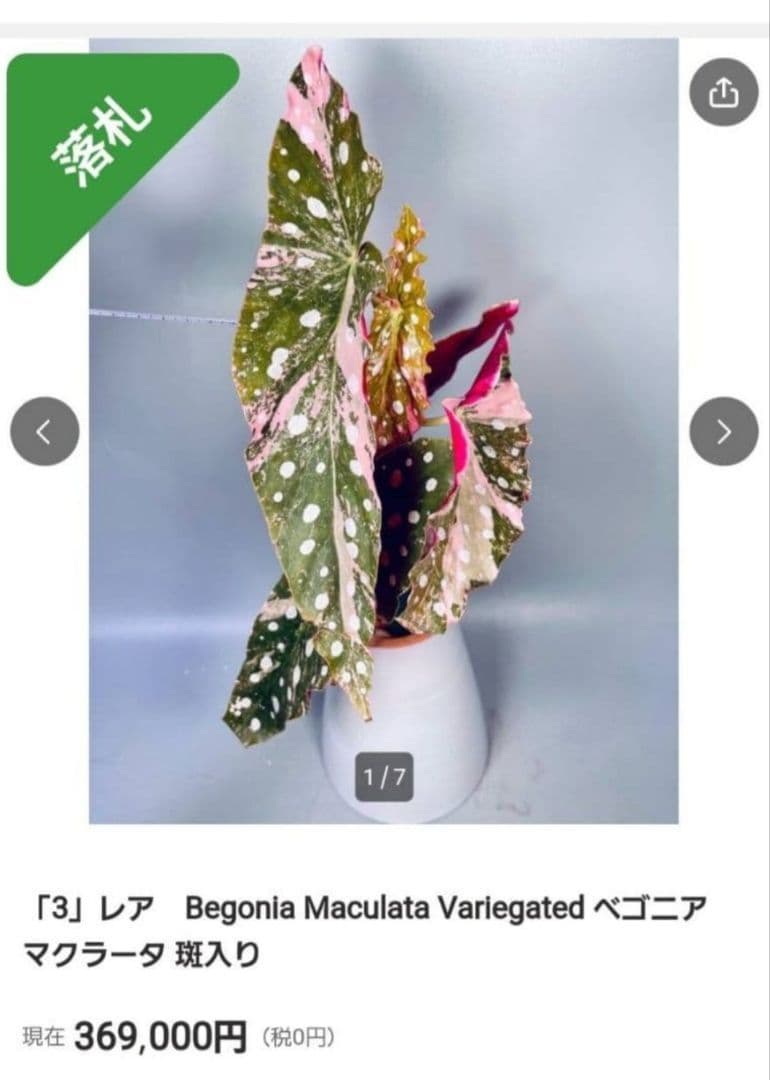 ベゴニア・マクラータ斑入り株の出品です。