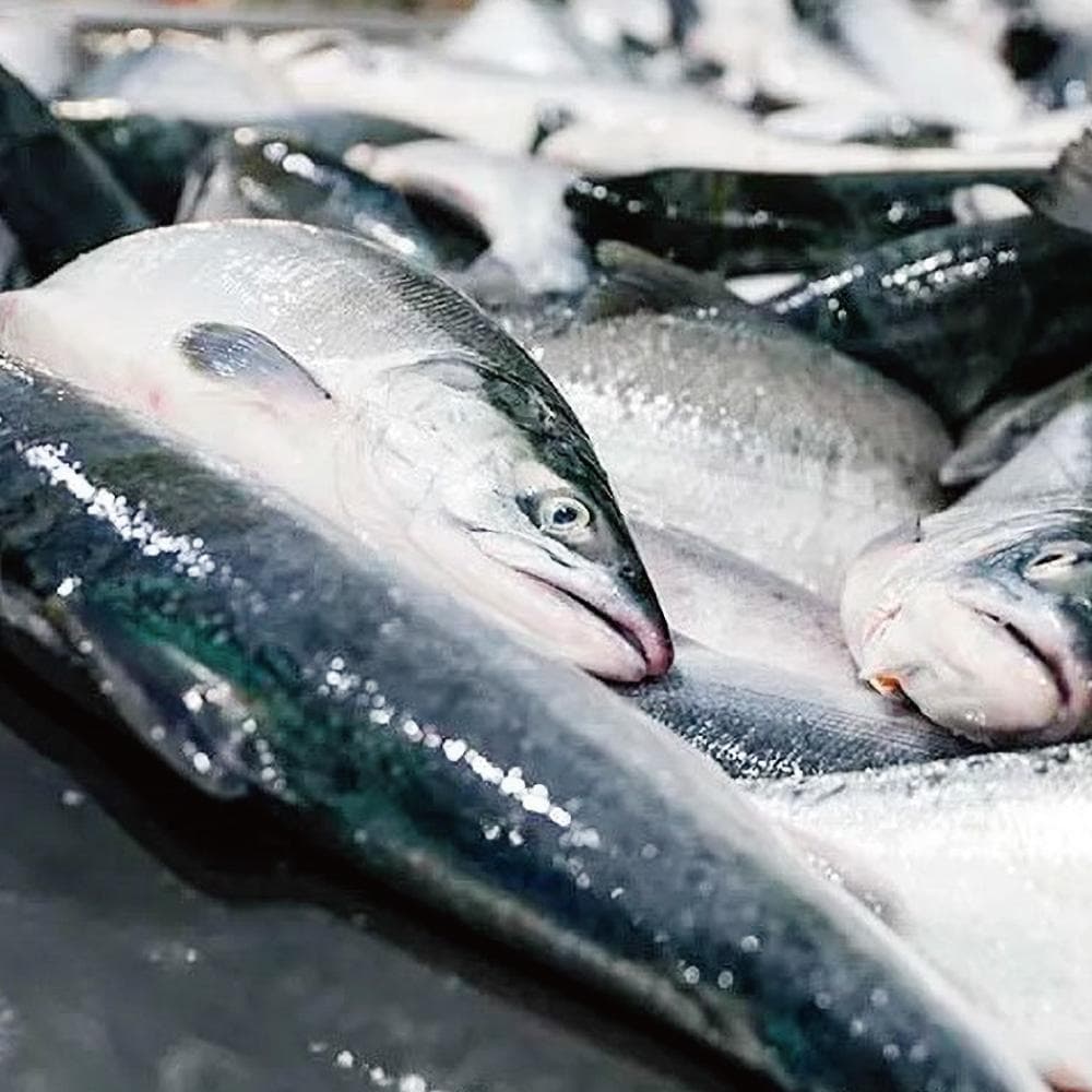 限定20％OFFセール【国産高級缶詰】紅さけ水煮12缶セット お得なまとめ買い