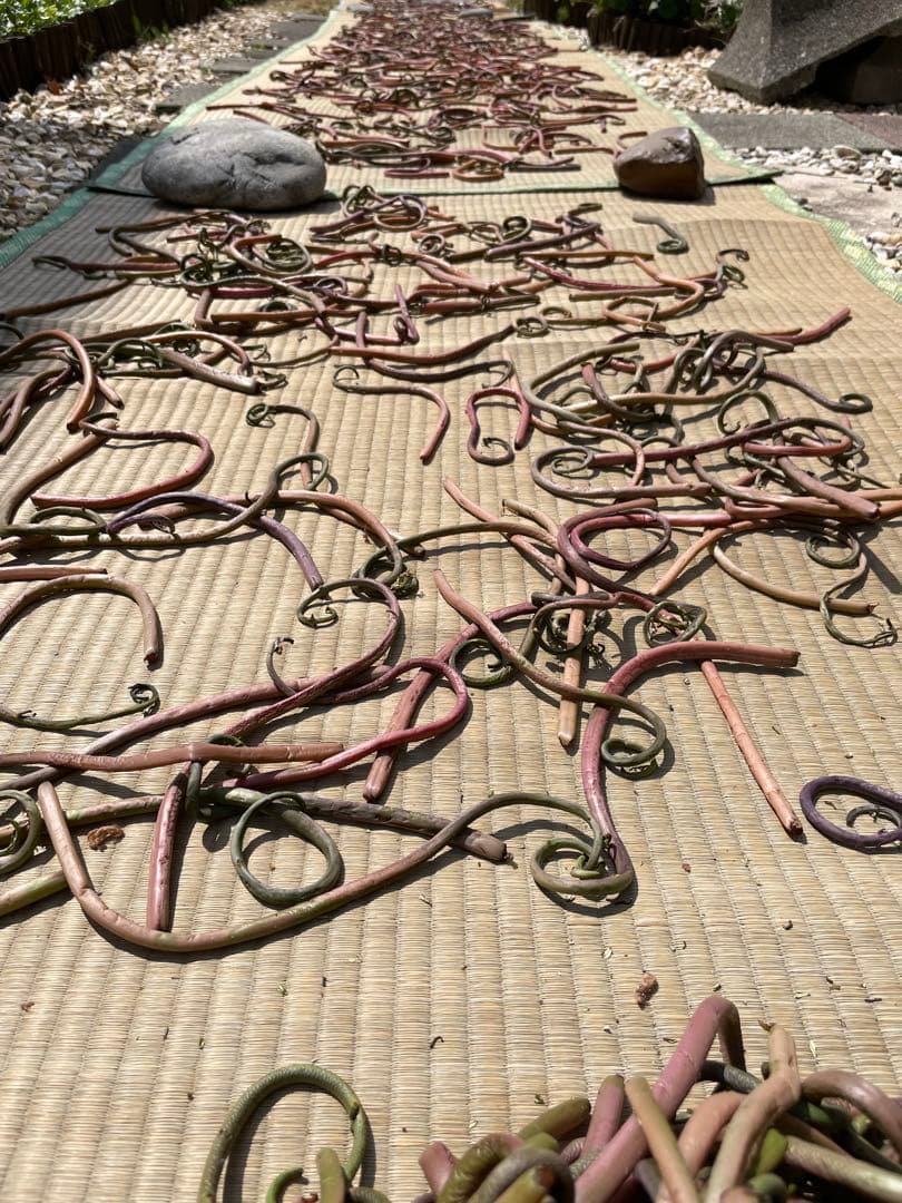 十日町産乾燥ぜんまい1kg