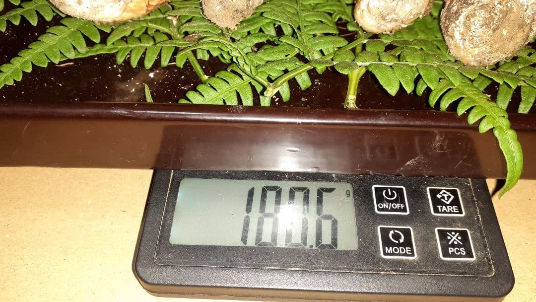 岩手県産松茸(少し訳あり) 11月19日昼取れ 軸固いがハジケ虫あと有り明日発送