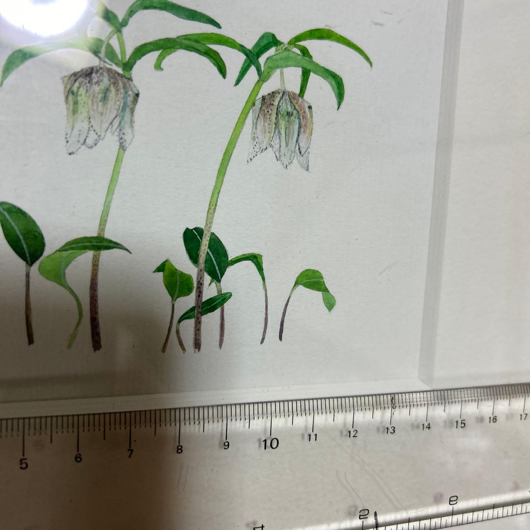 値下げ　　水彩画 木製フレーム付き　 外山康雄　原画　越の小貝母 名刺