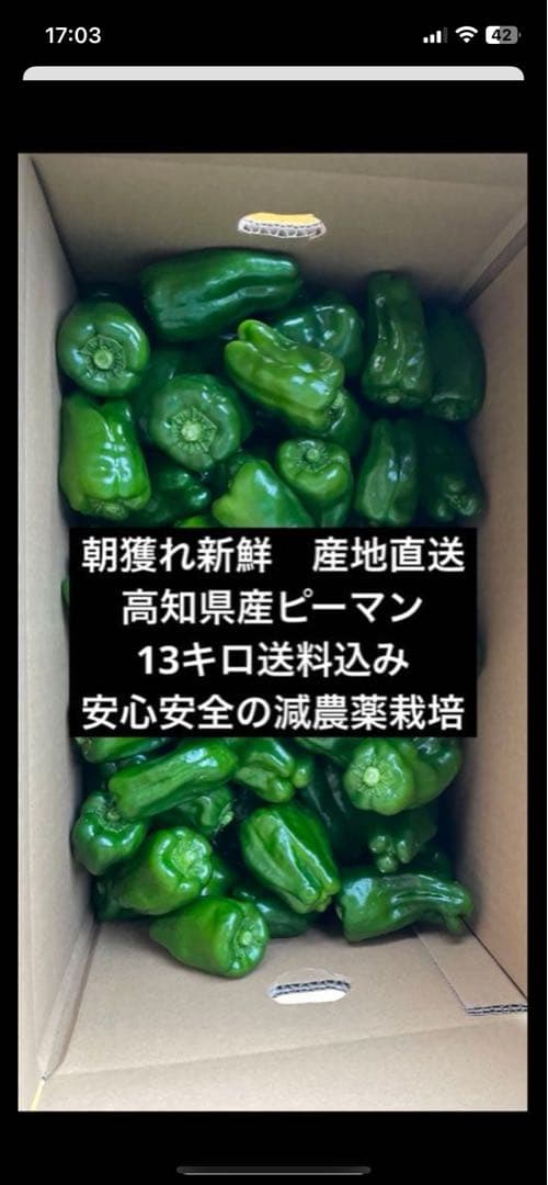 武田※産地直送✨高知県産ピーマン13キロ送料込み！安心安全の減農薬栽培