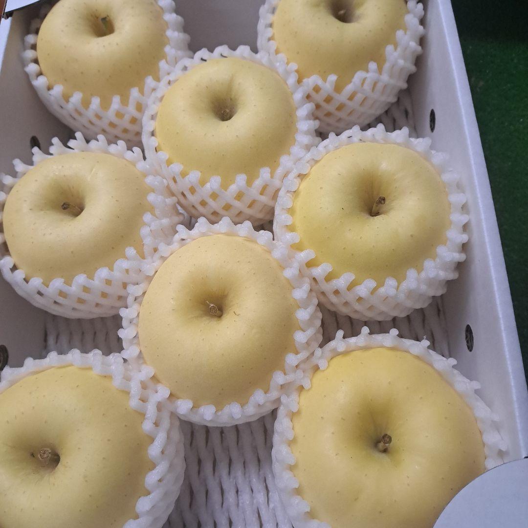 ひまわりです。