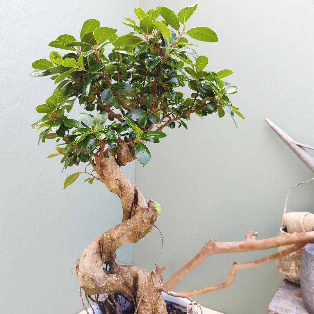 縁起物 太幹 (現品)曲がり 昇り龍ガジュマル ８ 陶器