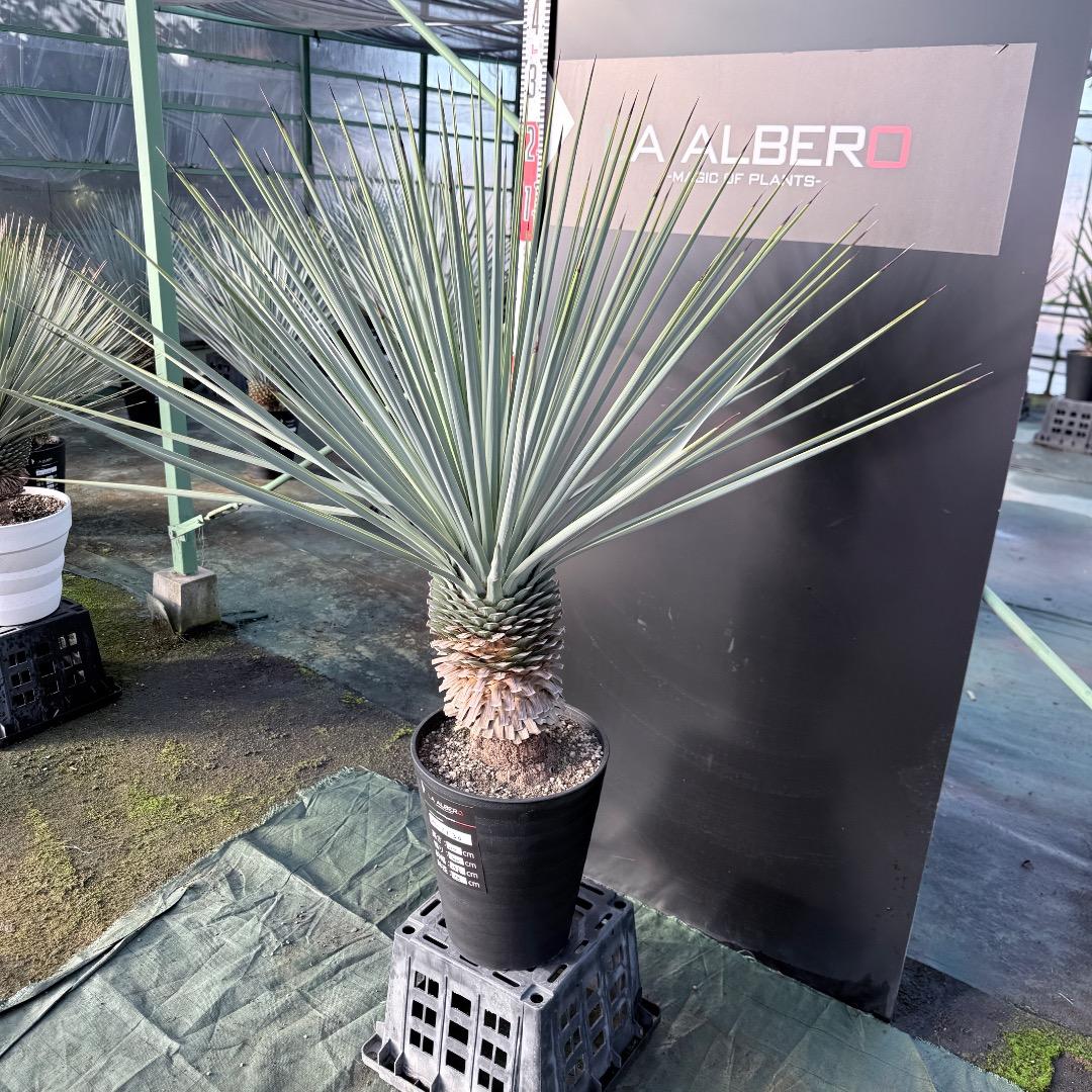 か*ず様 【AL1130】ユッカ　リギダ