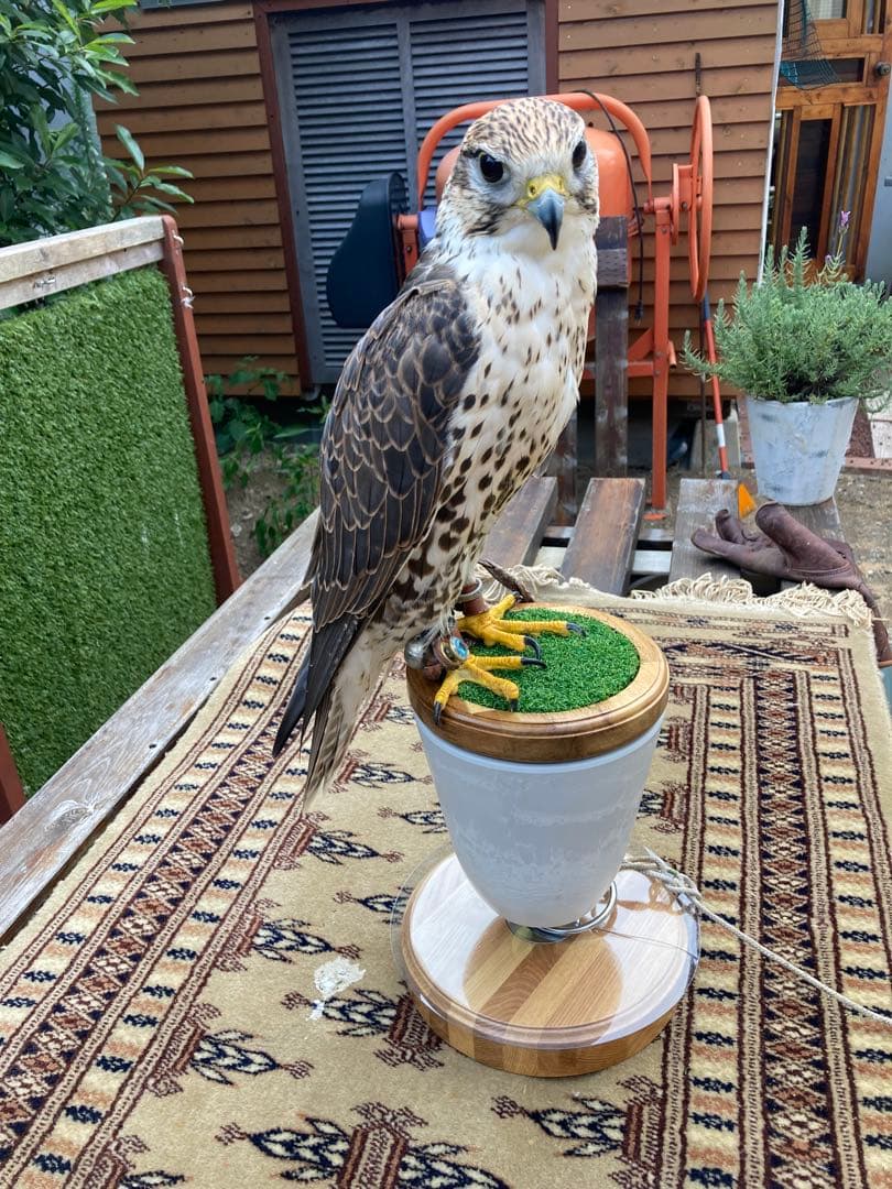 大型猛禽パーチ、ファルコンブロック　Ｂ 汚濁防止シート付き