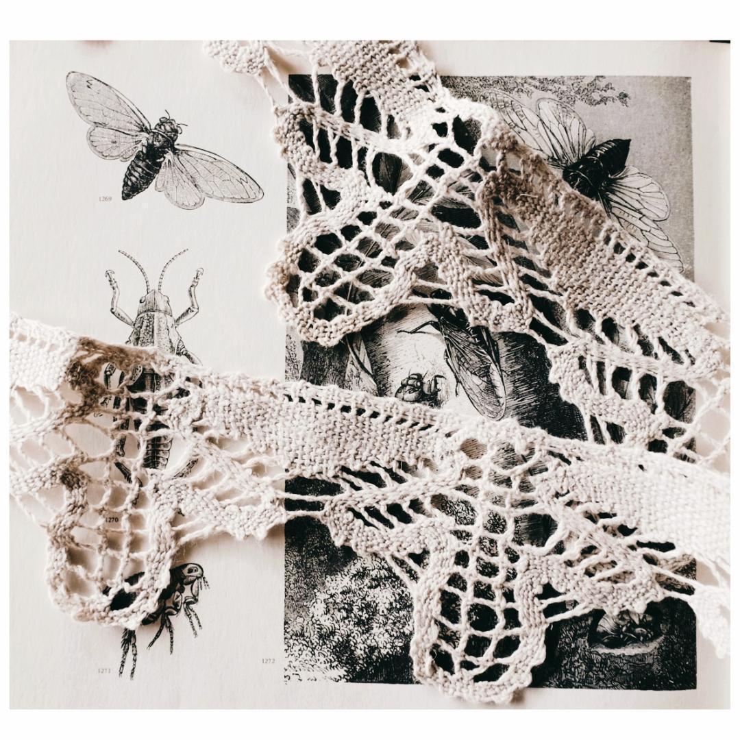 ゆう　小鳥のレース１セット　蝉のレース６m