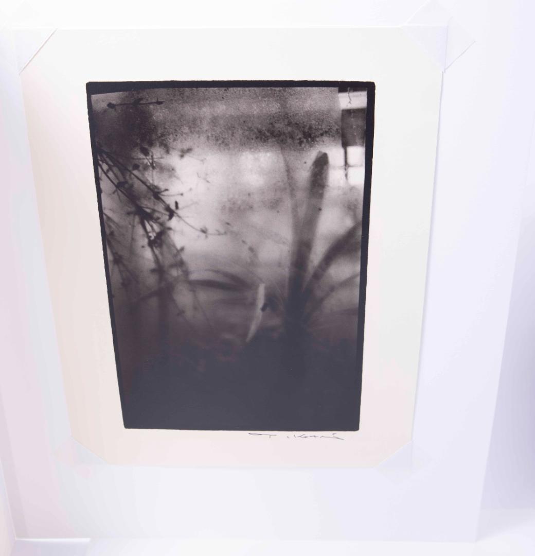 Nori  小瀧達郎 （ギャラリーバウハウス主宰）ゼラチンシルバープリント
