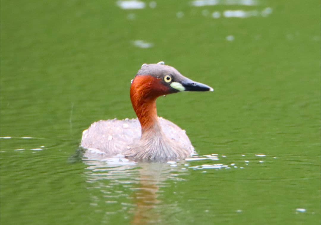 レンズ(ズーム) TAMRON SP 150-600mm F/5-6.3 Di VC USD G2