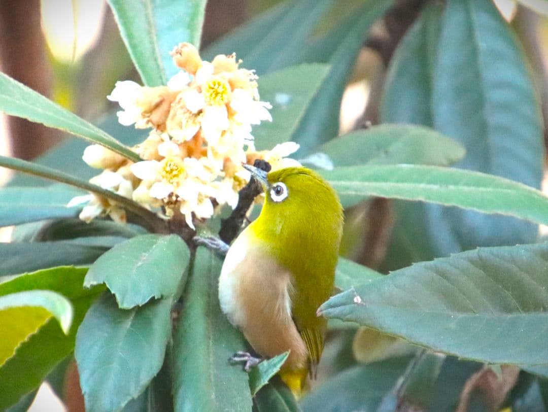 レンズ(ズーム) TAMRON SP 150-600mm F/5-6.3 Di VC USD G2