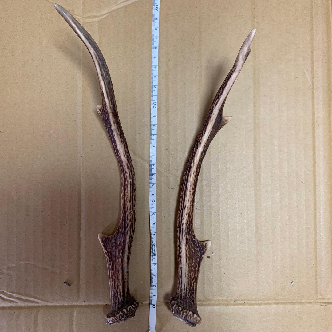 鹿の角 鹿角 38本　インテリア 犬 おもちゃ