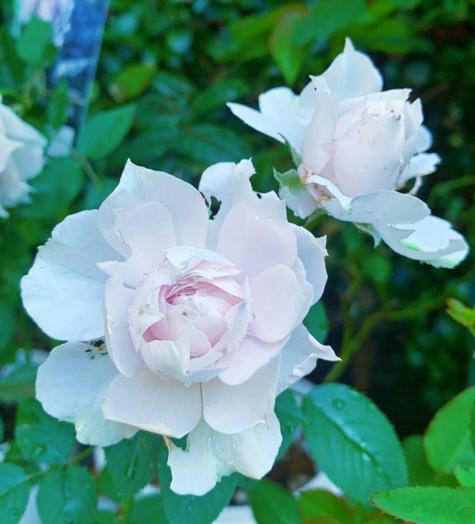 バラ苗　　8号鉢　人気種