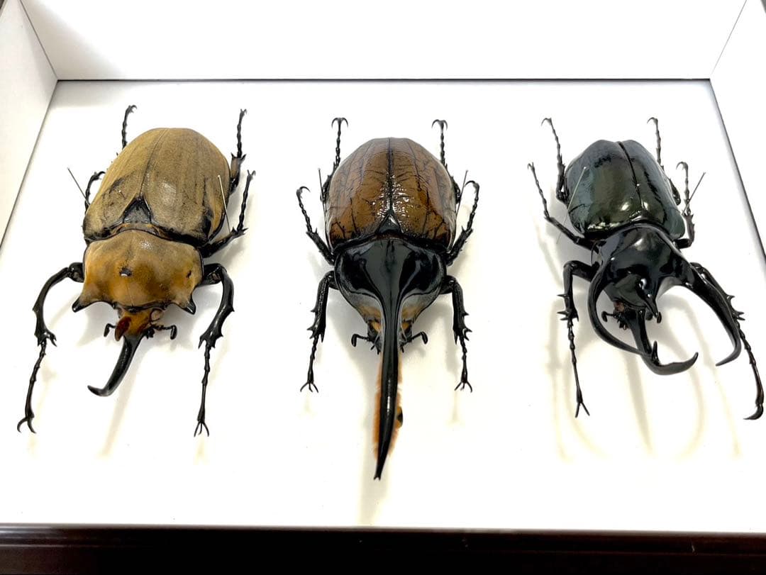 外国産カブト3種 標本　ヘラクレス・リッキー　エレファス　コーカサス