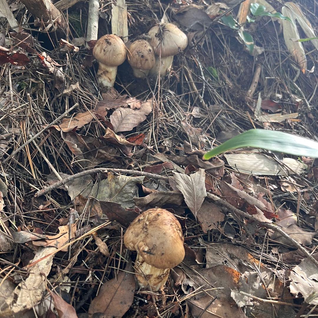 専用出品‼️天然松茸 広島産 10月18日採取　良品　本日発送‼️532g