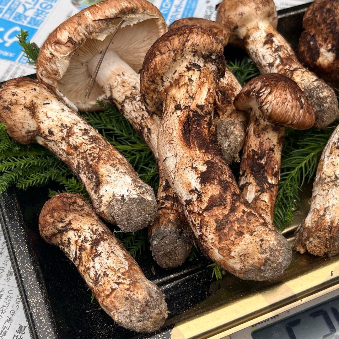 専用出品‼️天然松茸 広島産 10月18日採取　良品　本日発送‼️532g