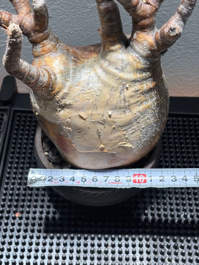 新春セール【グラキリス】塊根！レア！手のひら型、蟹型