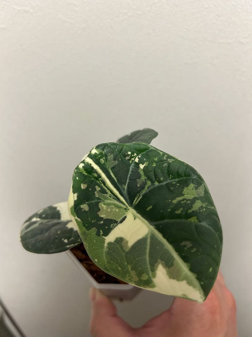 アロカシアマハラニアルボバリエガータ