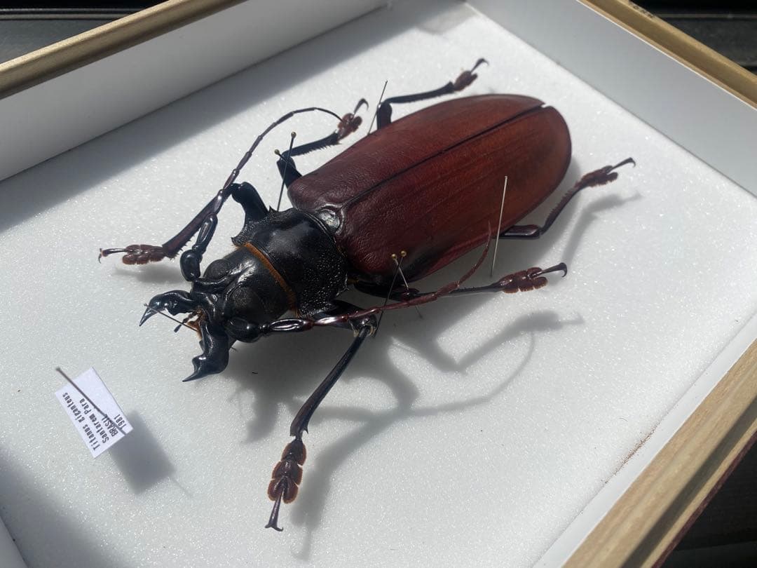 タイタンオオウスバカミキリ 14cm UP ブラジル産