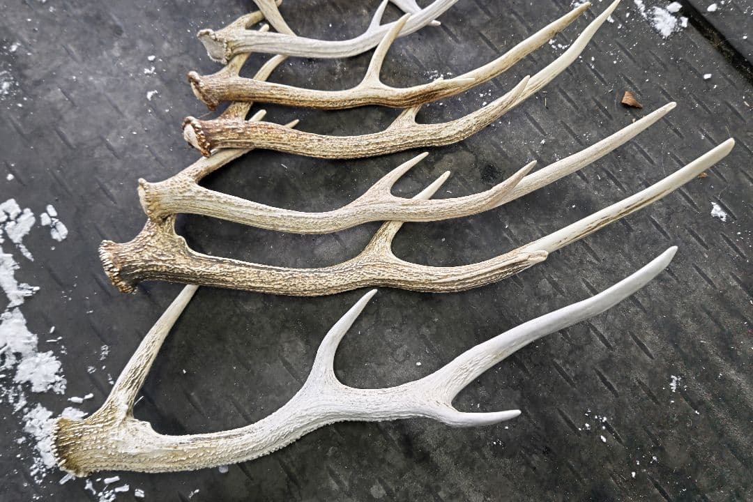 【クラフト】エゾ鹿の角10本セット