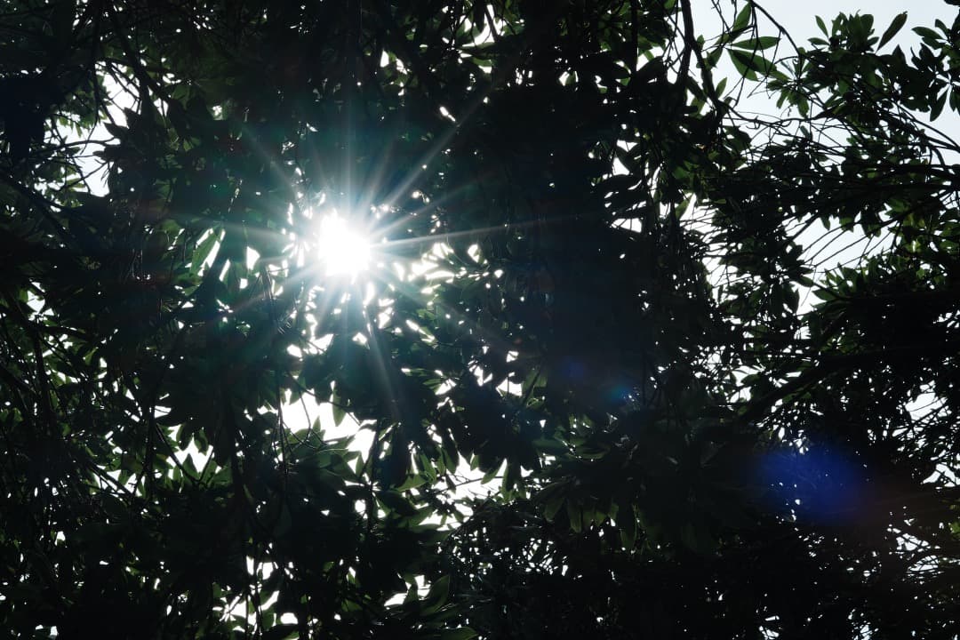 【えっ！て思う】SIGMA 85mm F1.4 DG HSM ソニーE用