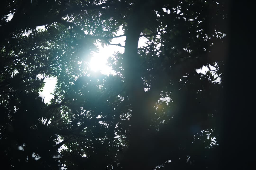 【えっ！て思う】SIGMA 85mm F1.4 DG HSM ソニーE用