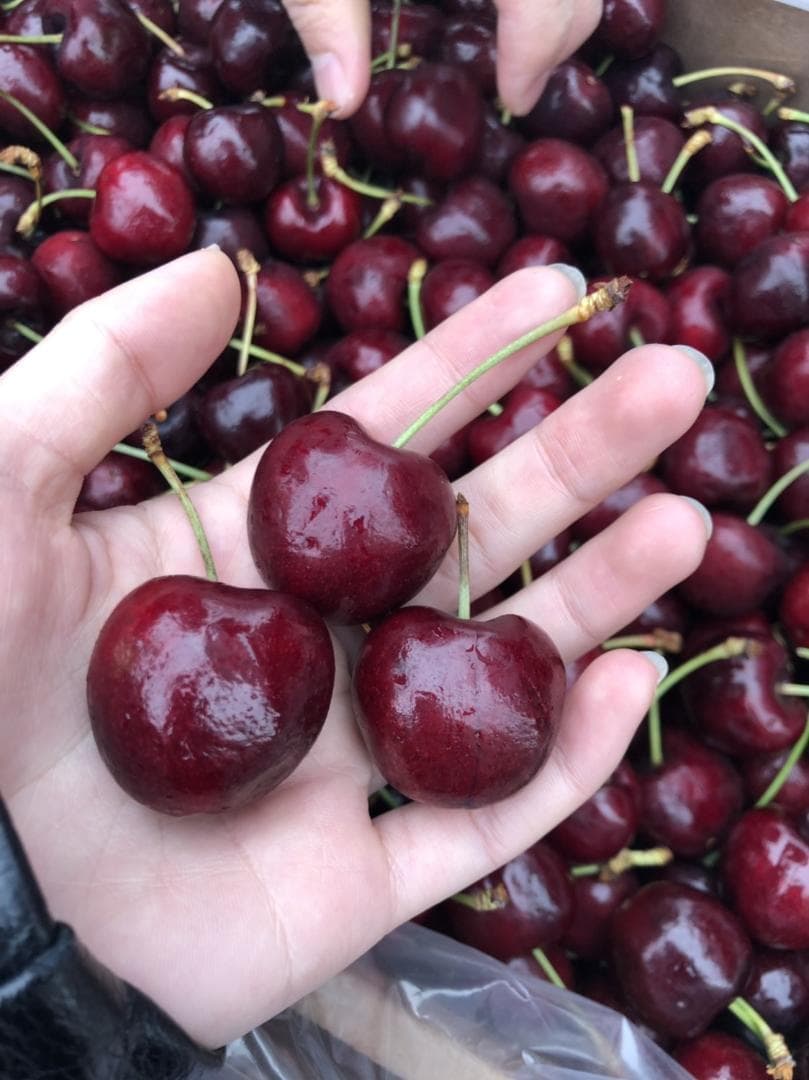 チリー産　空輸　チェリー 約5kg　大粒3Jサイズ