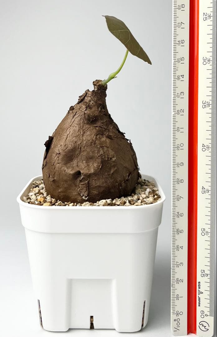 Nasu ステファニア カウィーサキー 鉢植え A-16