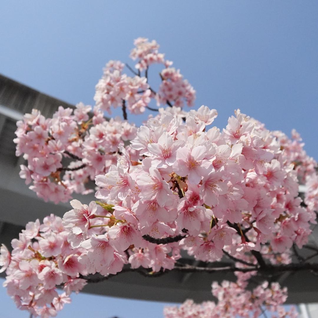 VLOGCAM ZV-1 II デジタルカメラ ソニー ZV-1M2