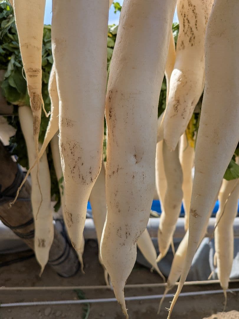 干し大根　細め小さめ　訳あり　箱込み約20kg