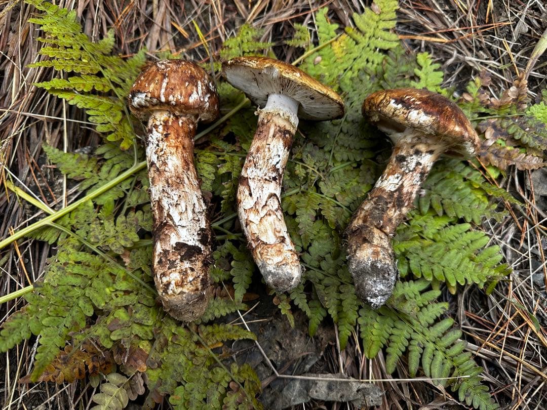 10/28 午前中採取　岩手県　岩泉産　天然松茸　130g